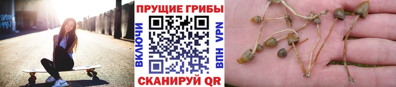 Псилоцибиновые грибы прущие грибы  кракен   Новоржев 
